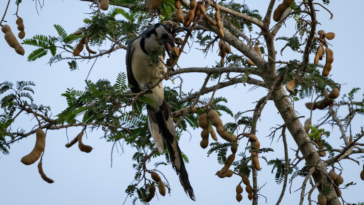 White-throated Magpie-Jay - ML614497106
