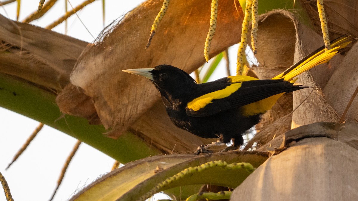 Yellow-winged Cacique - ML614497141
