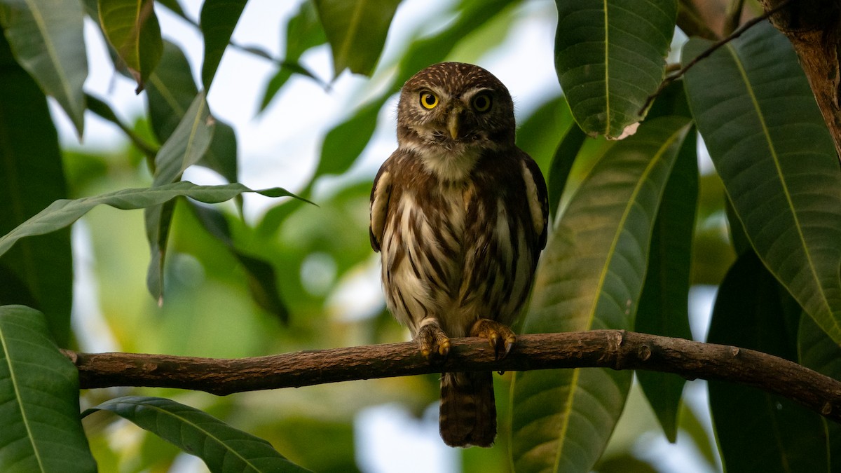 Ferruginous Pygmy-Owl - ML614497159