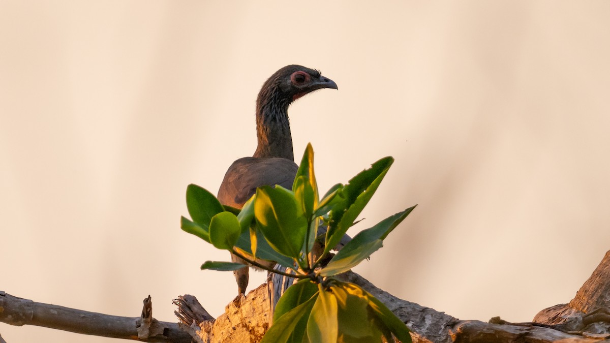 West Mexican Chachalaca - ML614497176