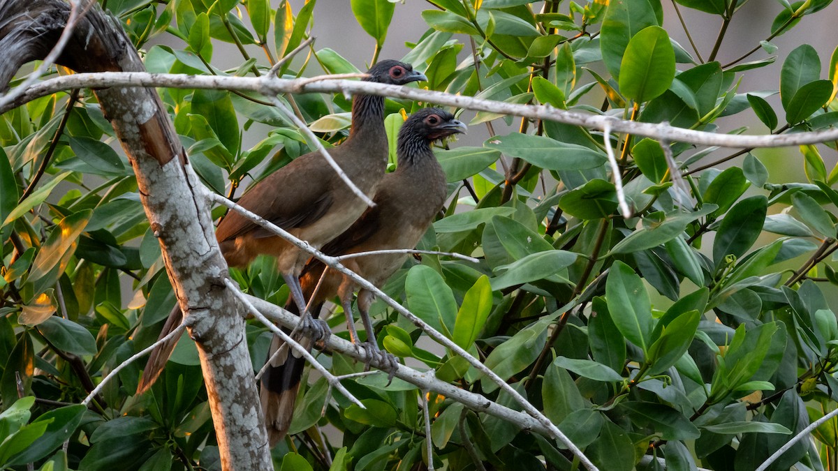 West Mexican Chachalaca - Mathurin Malby