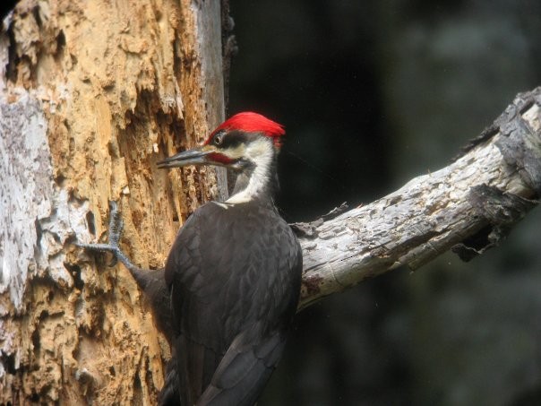 Pileated Woodpecker - Kerry Ross