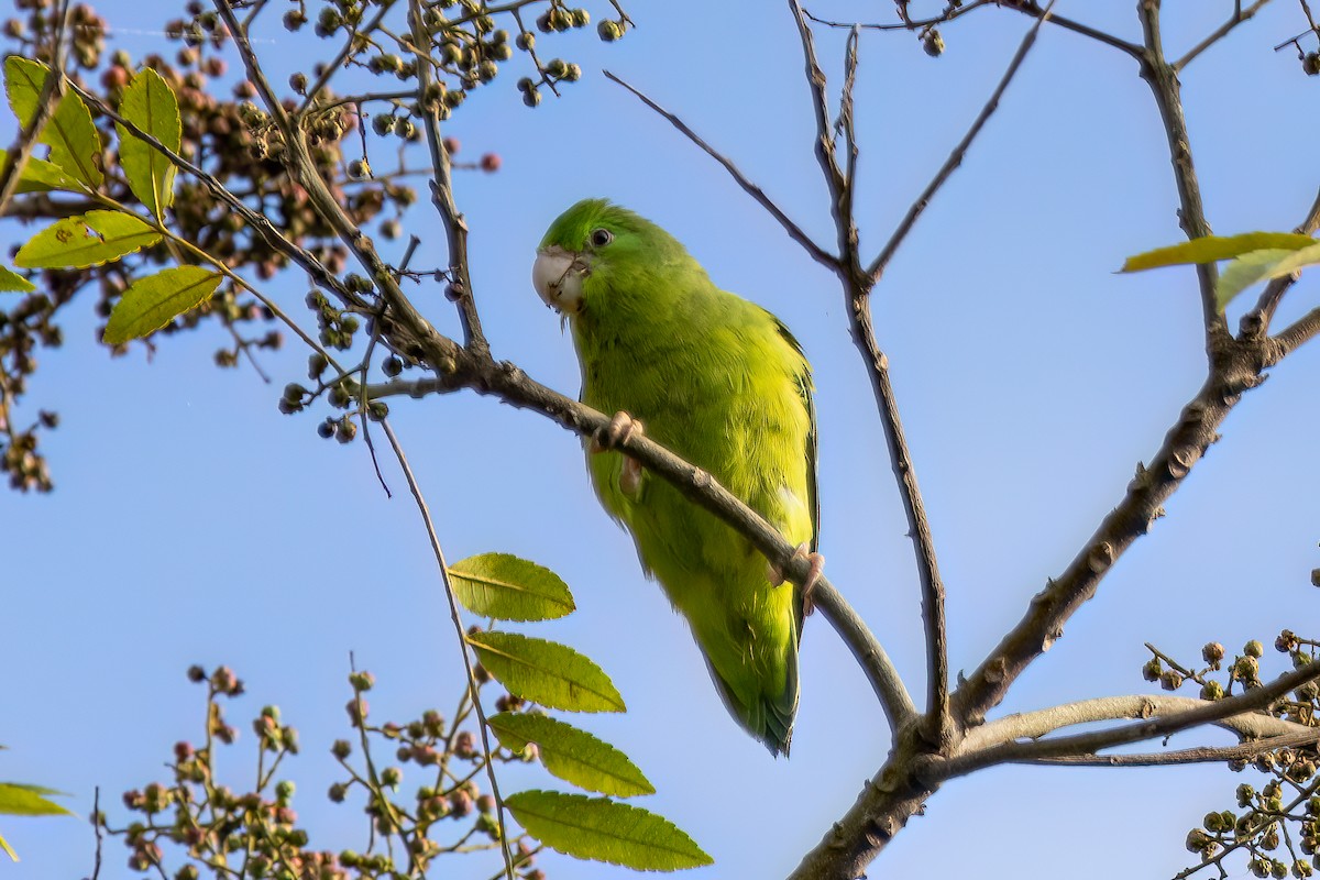 Spectacled Parrotlet - ML614497503