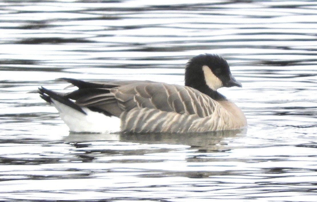 Cackling Goose (minima) - ML614497520
