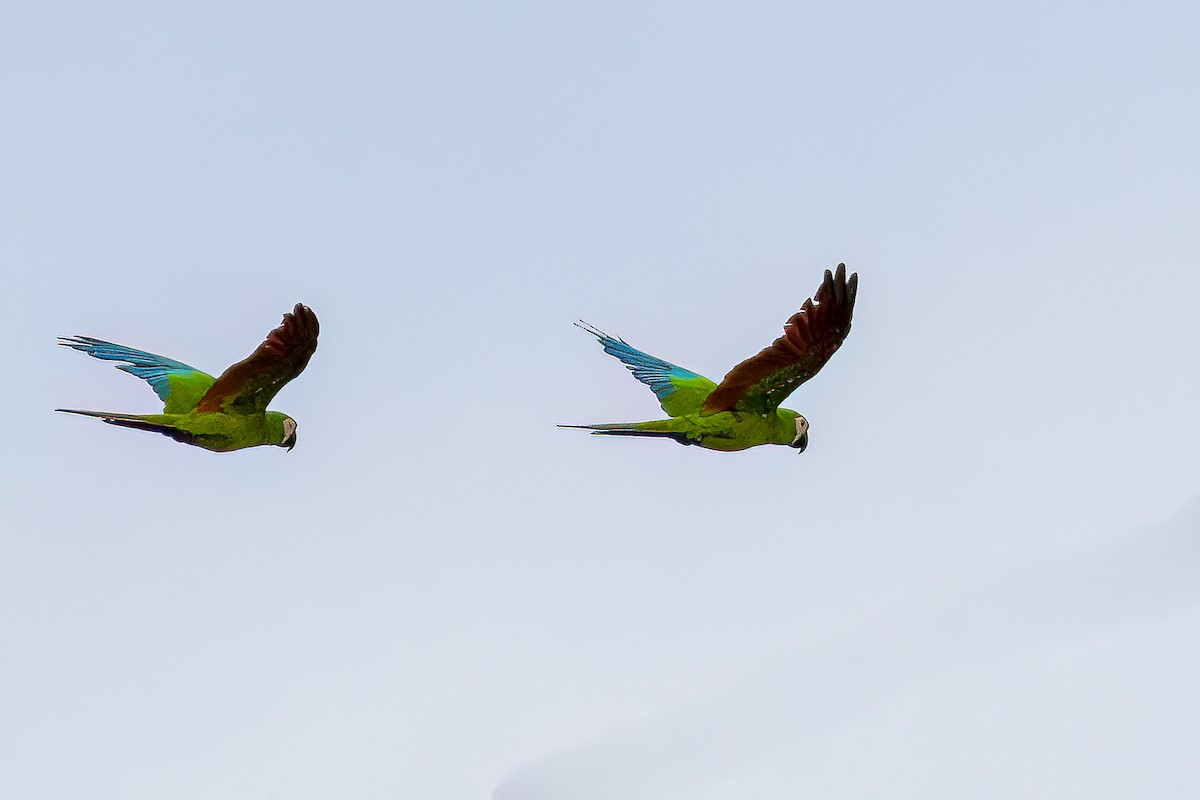Chestnut-fronted Macaw - ML614497544