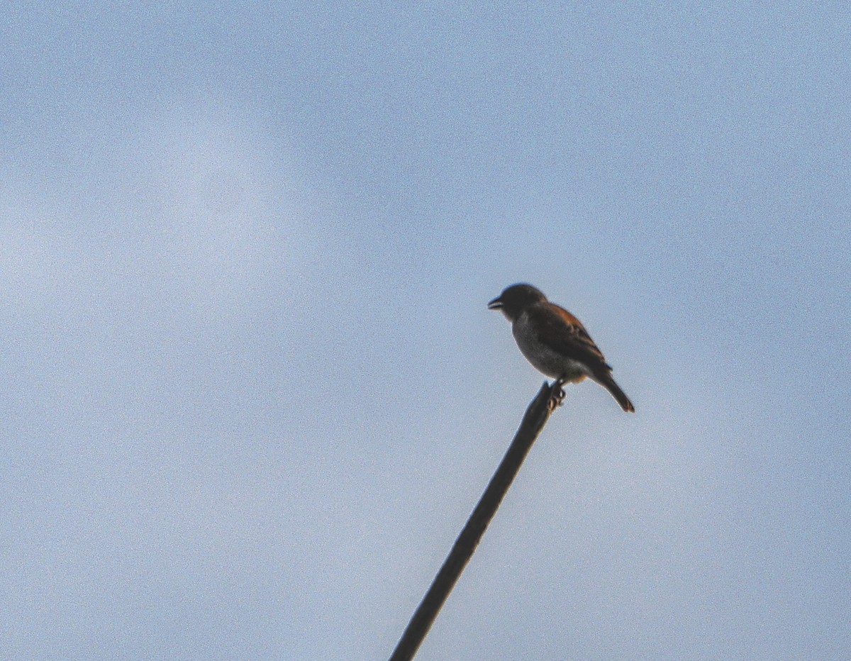 Northern Gray-headed Sparrow - ML614497745