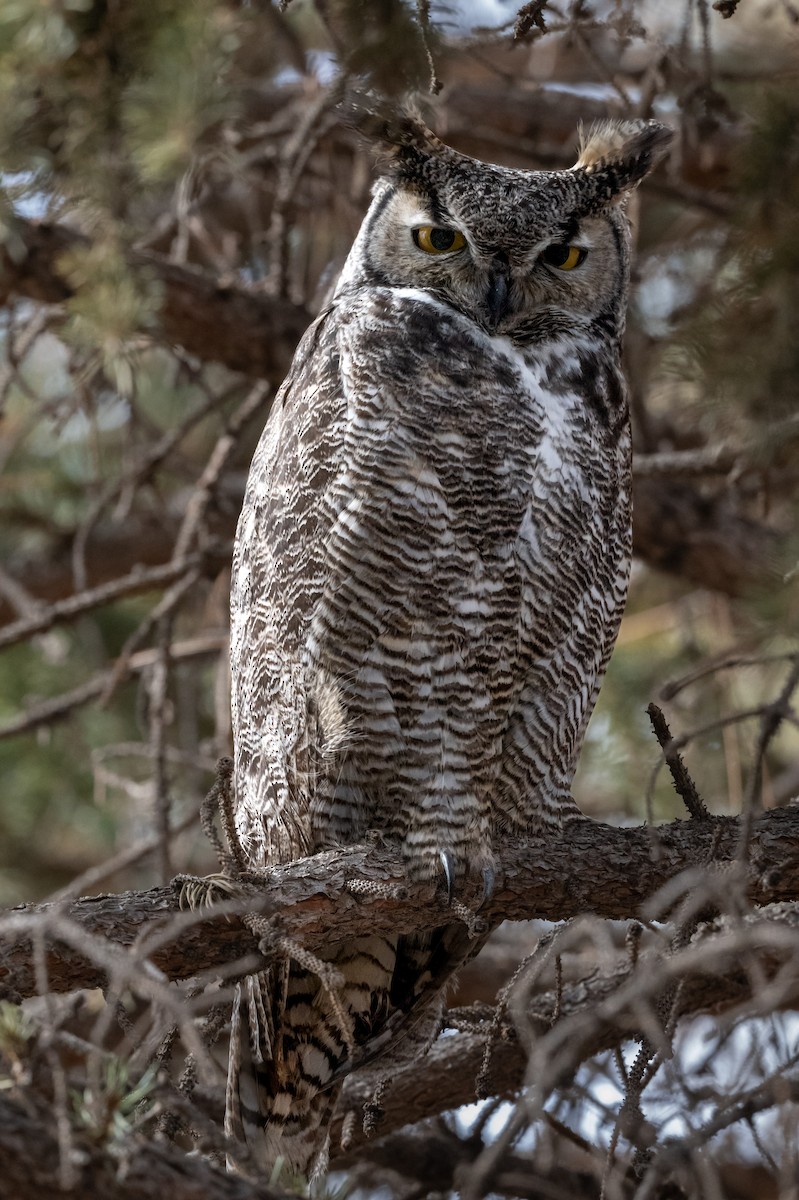 Great Horned Owl - ML614497913