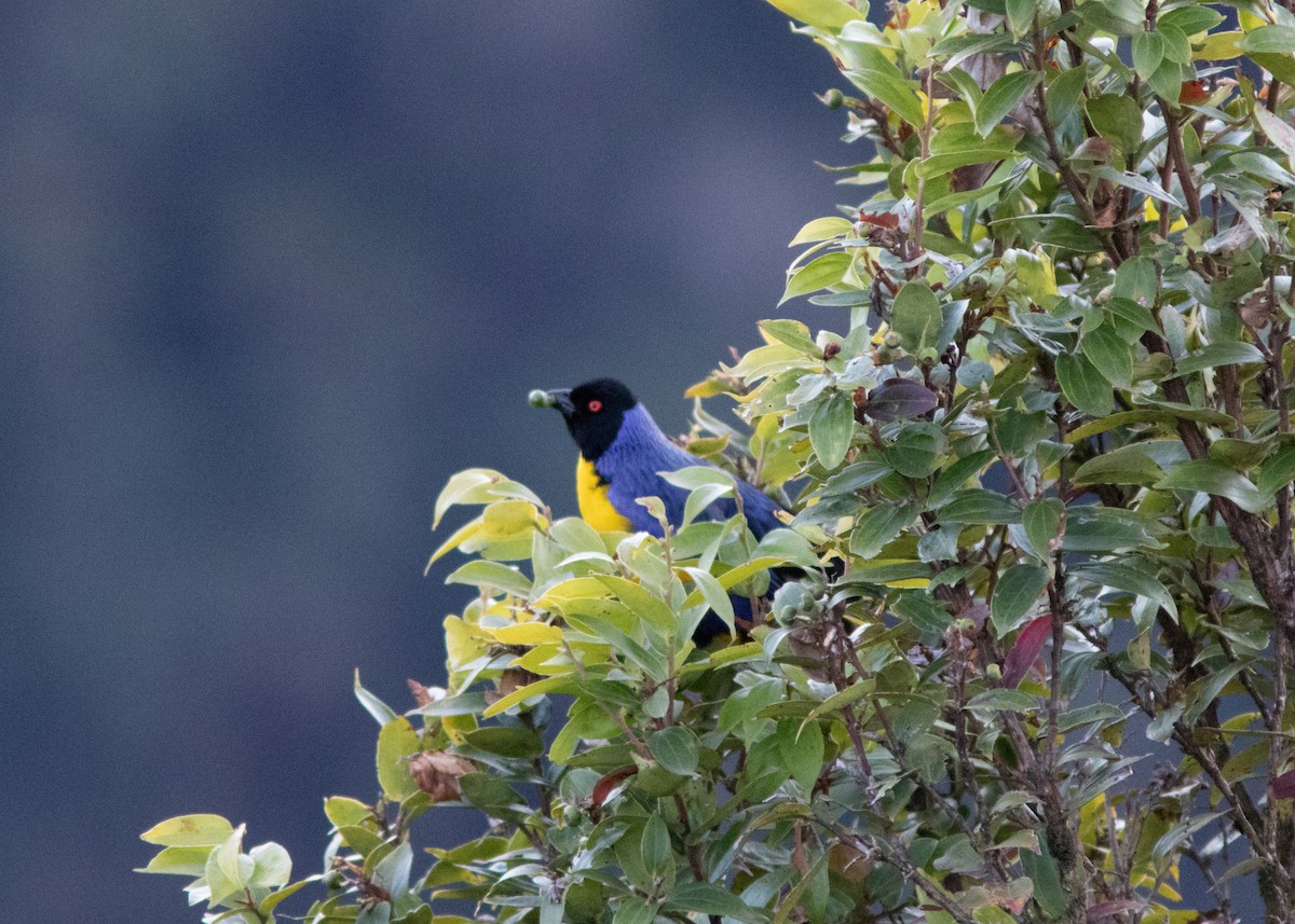 Hooded Mountain Tanager - ML614498081