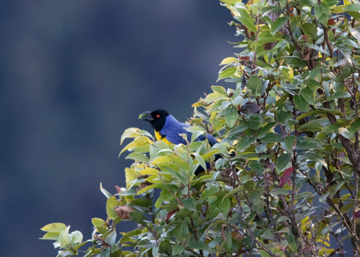 Hooded Mountain Tanager - ML614498082