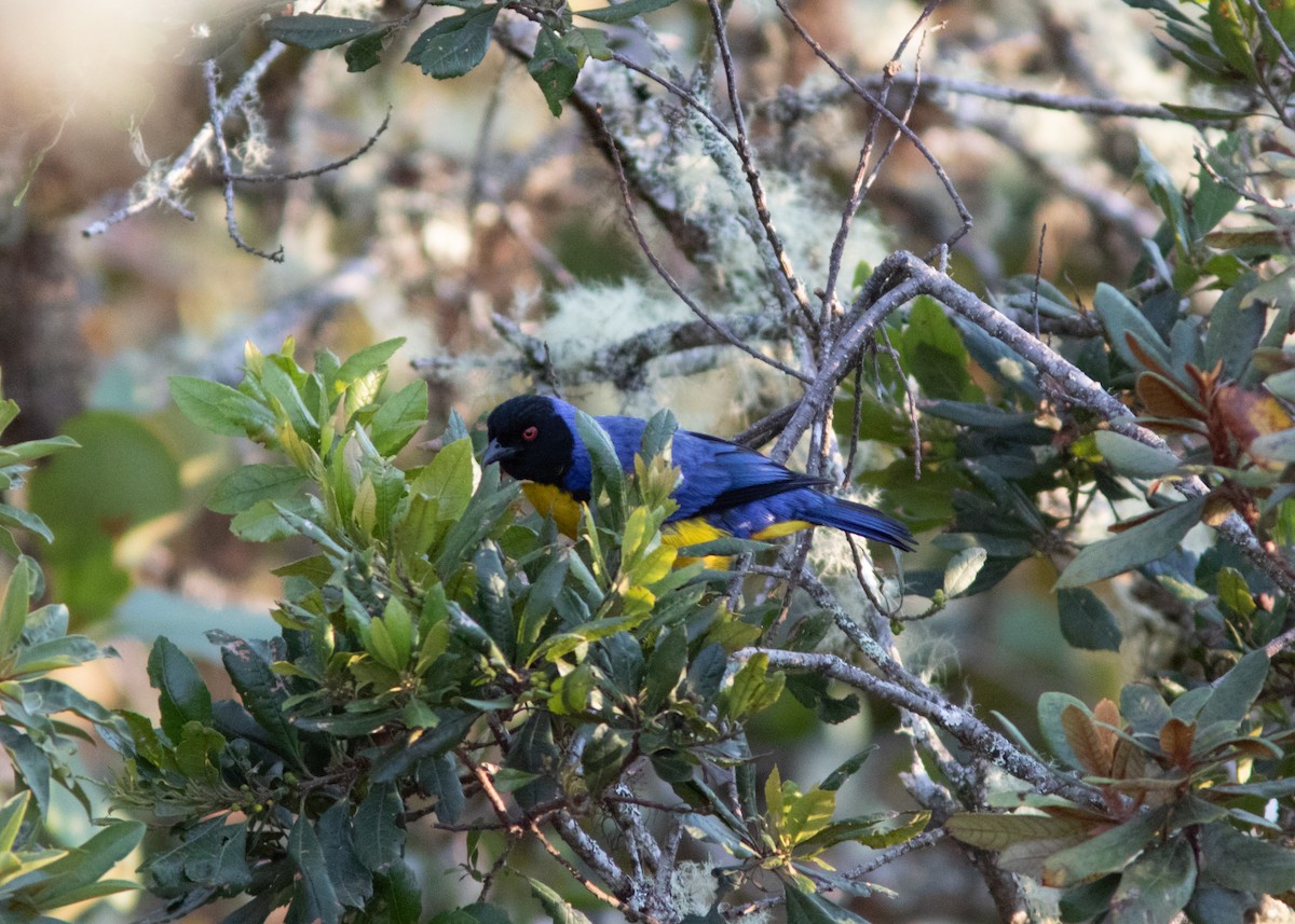 Hooded Mountain Tanager - ML614498083