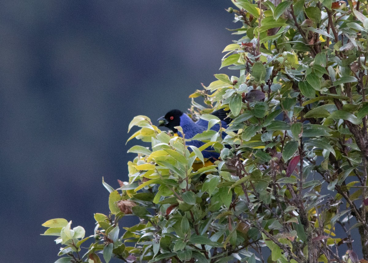 Hooded Mountain Tanager - ML614498084