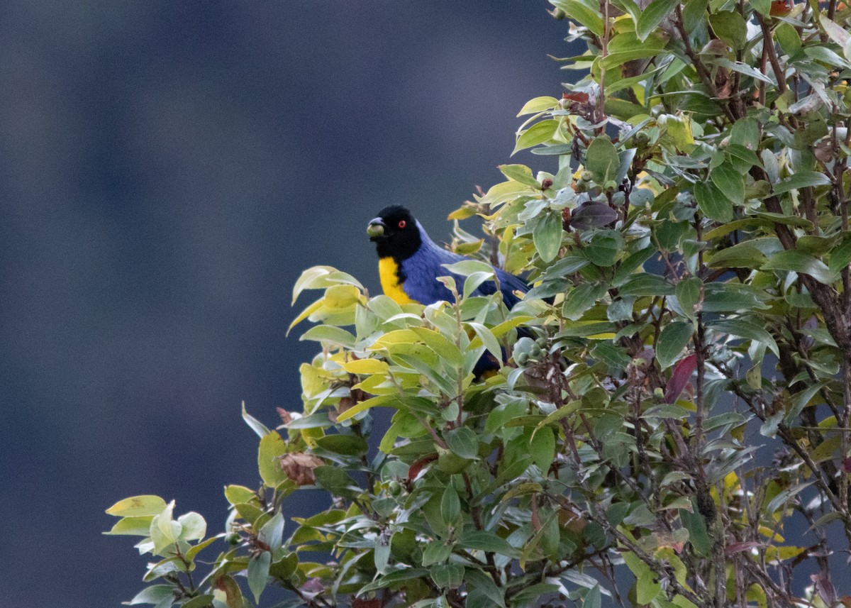 Hooded Mountain Tanager - ML614498085