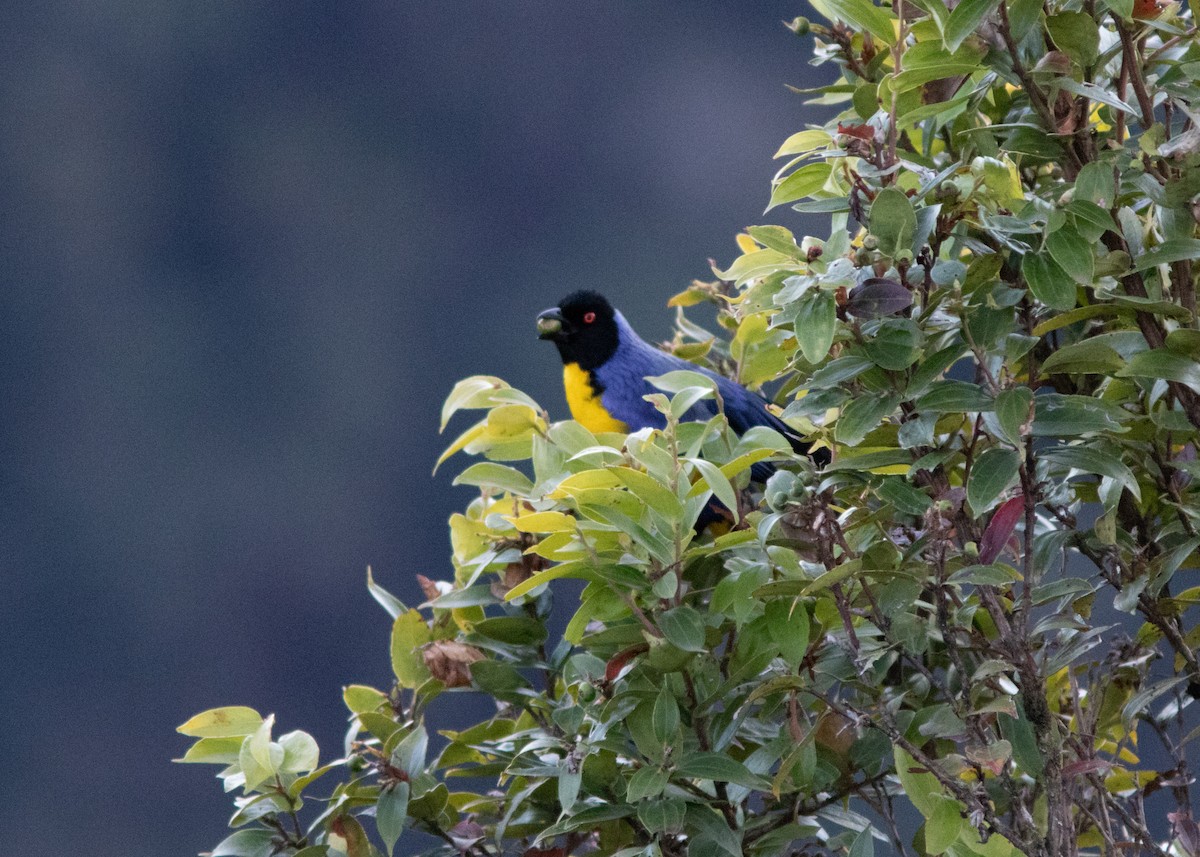 Hooded Mountain Tanager - ML614498086