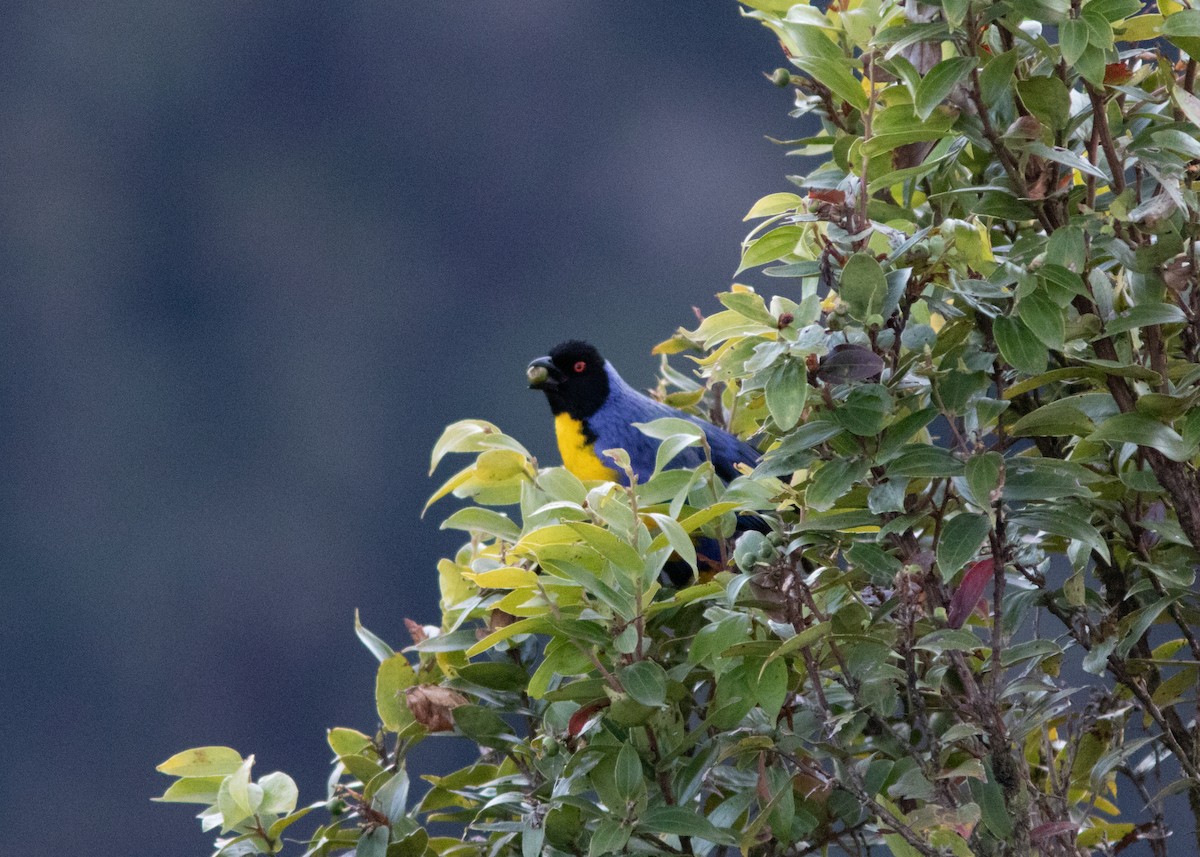 Hooded Mountain Tanager - ML614498087