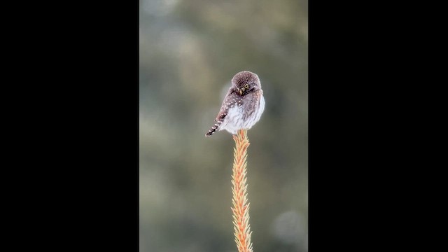 Northern Pygmy-Owl - ML614498105