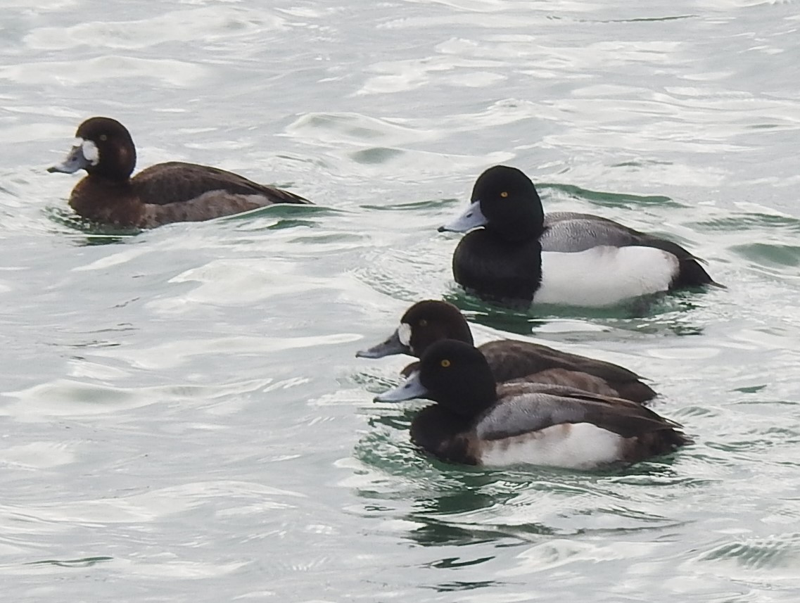 Ebird checklist 6 feb 2024 veterans park milwaukee 6 species