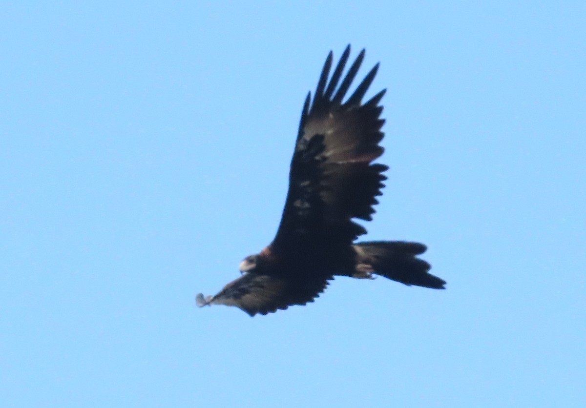 Wedge-tailed Eagle - ML614498472