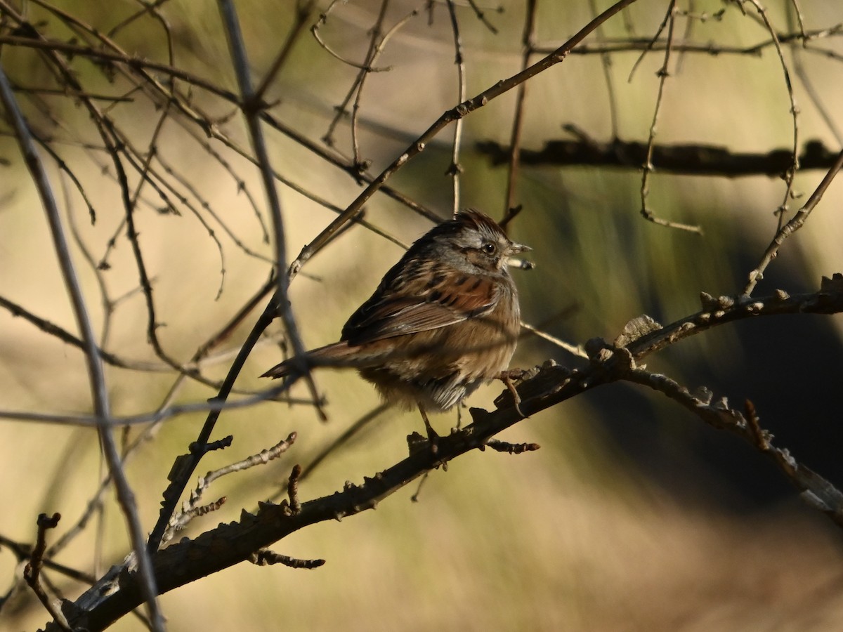 Swamp Sparrow - William Woody