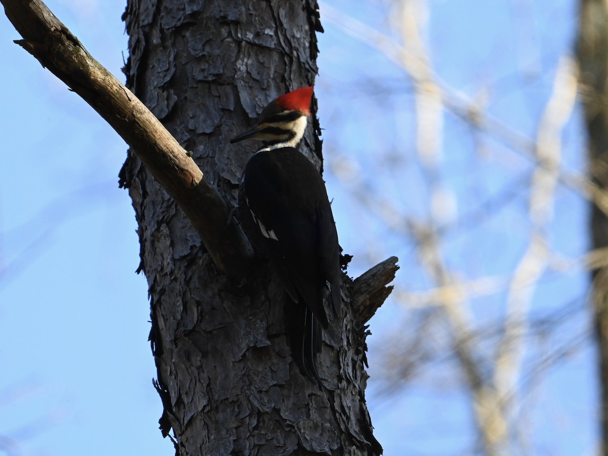 Pileated Woodpecker - William Woody