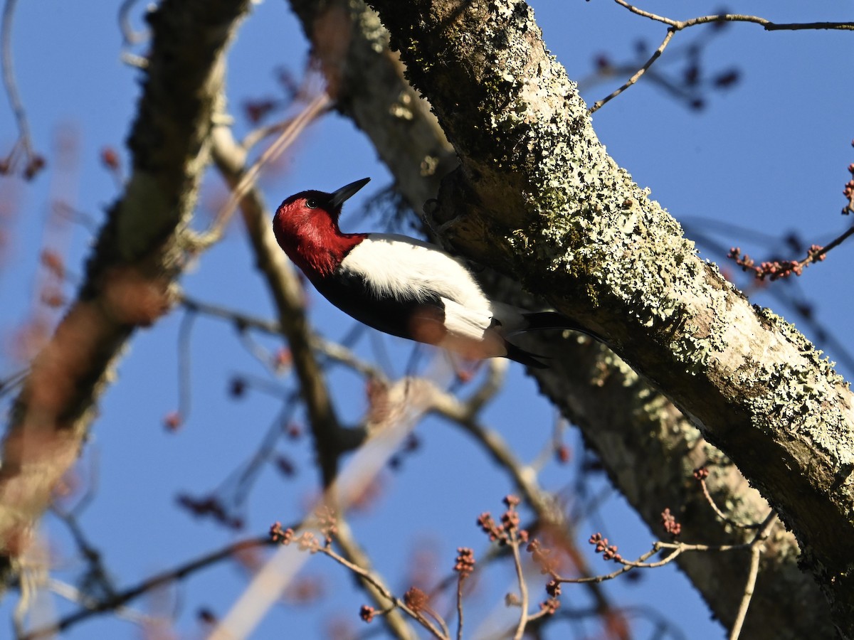 Red-headed Woodpecker - ML614498669
