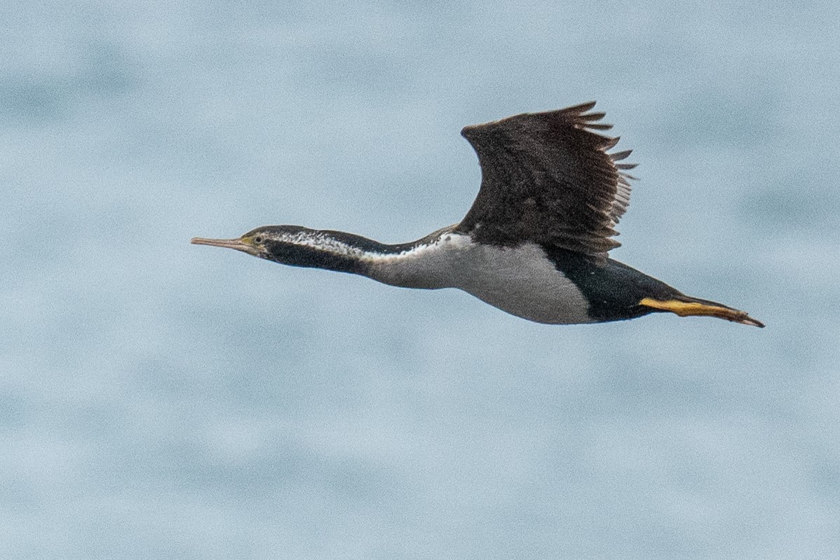 Spotted Shag - ML614498710
