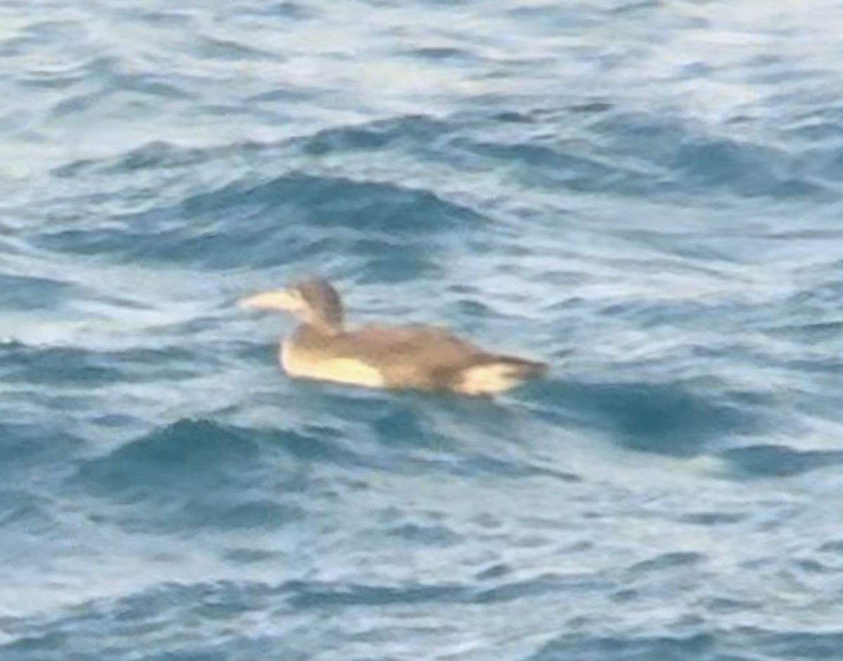 Brown Booby - ML614498862