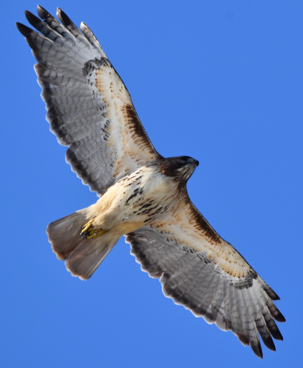 Red-tailed Hawk - ML614498865