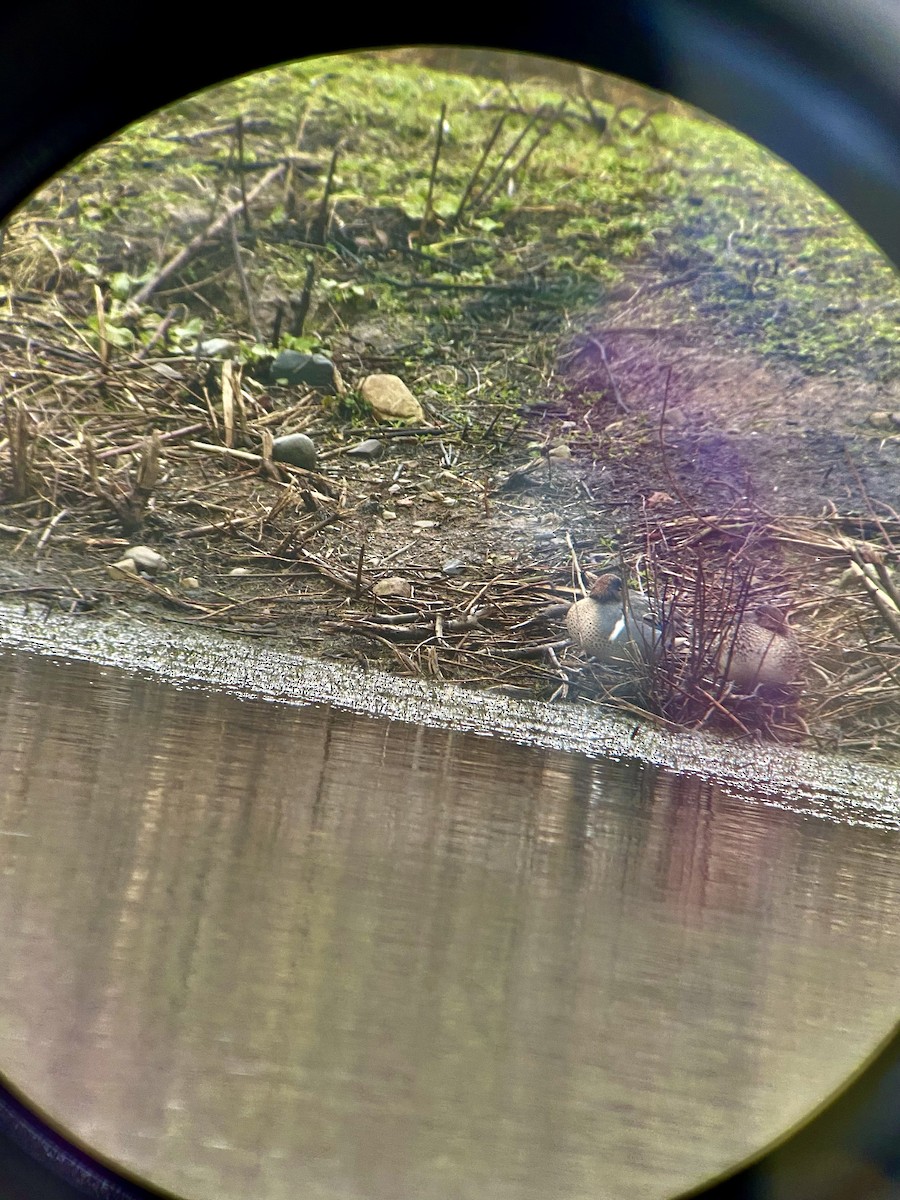 eBird Checklist - 29 Jan 2024 - Lunt Meadows - 8 species