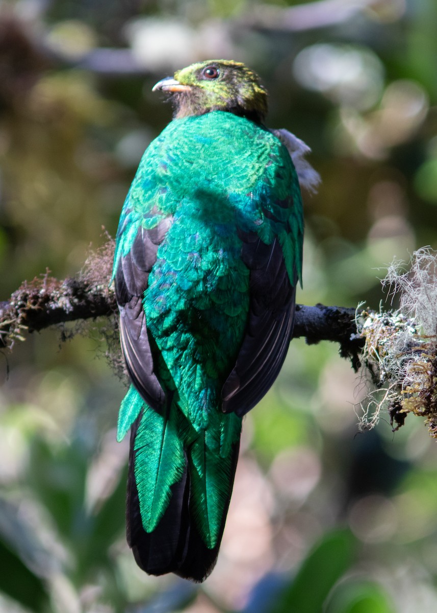 Golden-headed Quetzal - Silvia Faustino Linhares