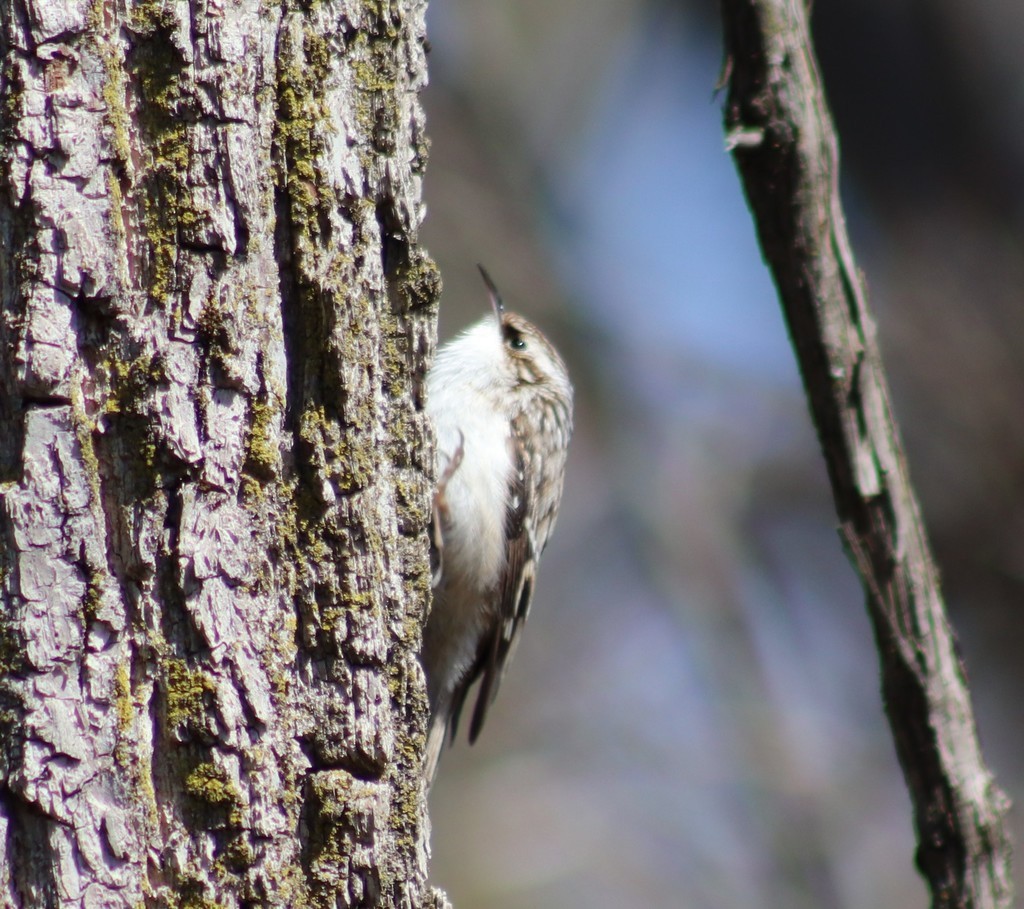 Brown Creeper - Tracy Muller