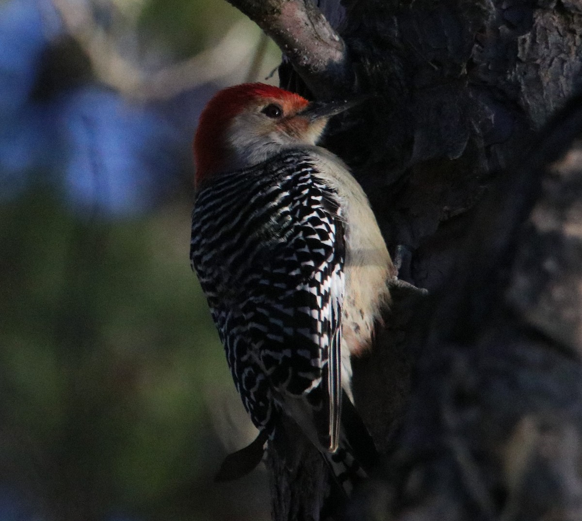 Red-bellied Woodpecker - ML614499294