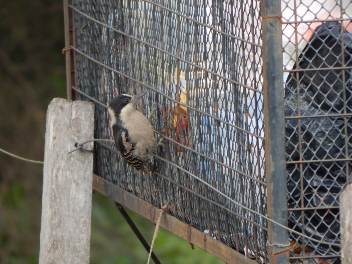 White-fronted Woodpecker - ML614499624