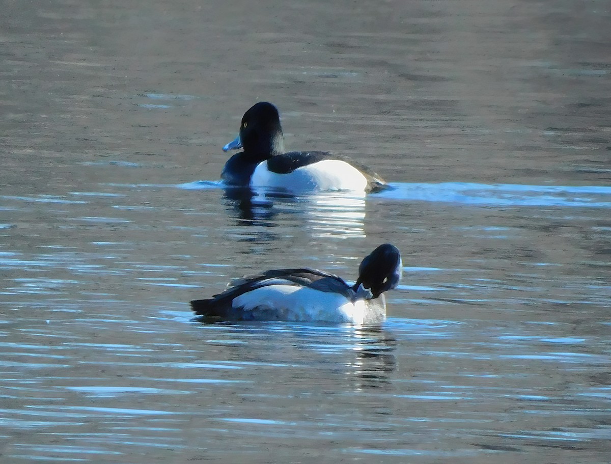 Ring-necked Duck - Hsing Min