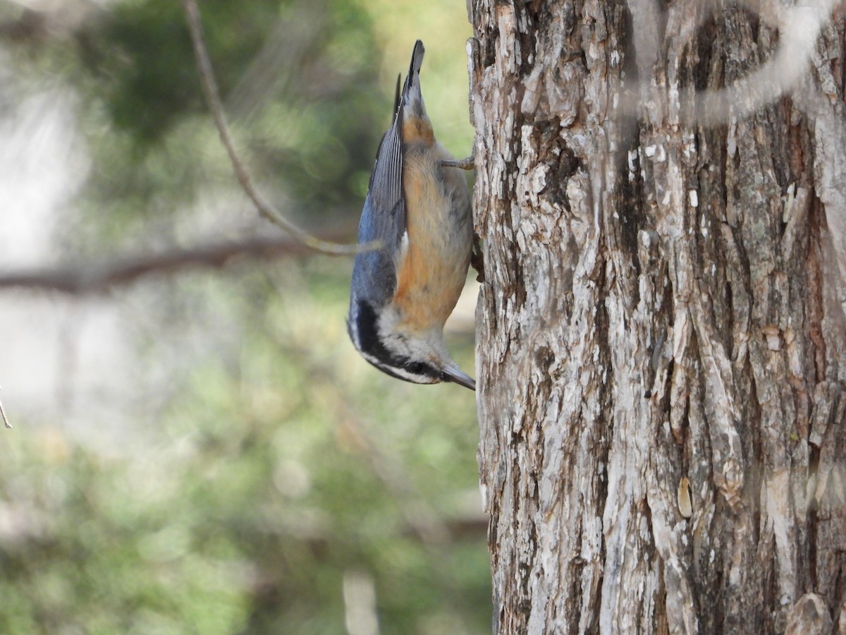 Red-breasted Nuthatch - ML614499665