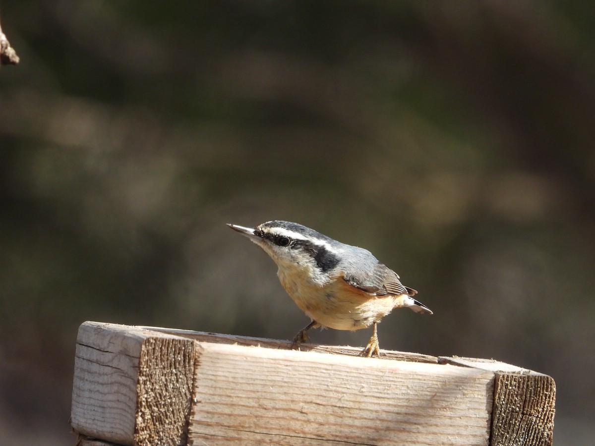 Red-breasted Nuthatch - Kevin Long