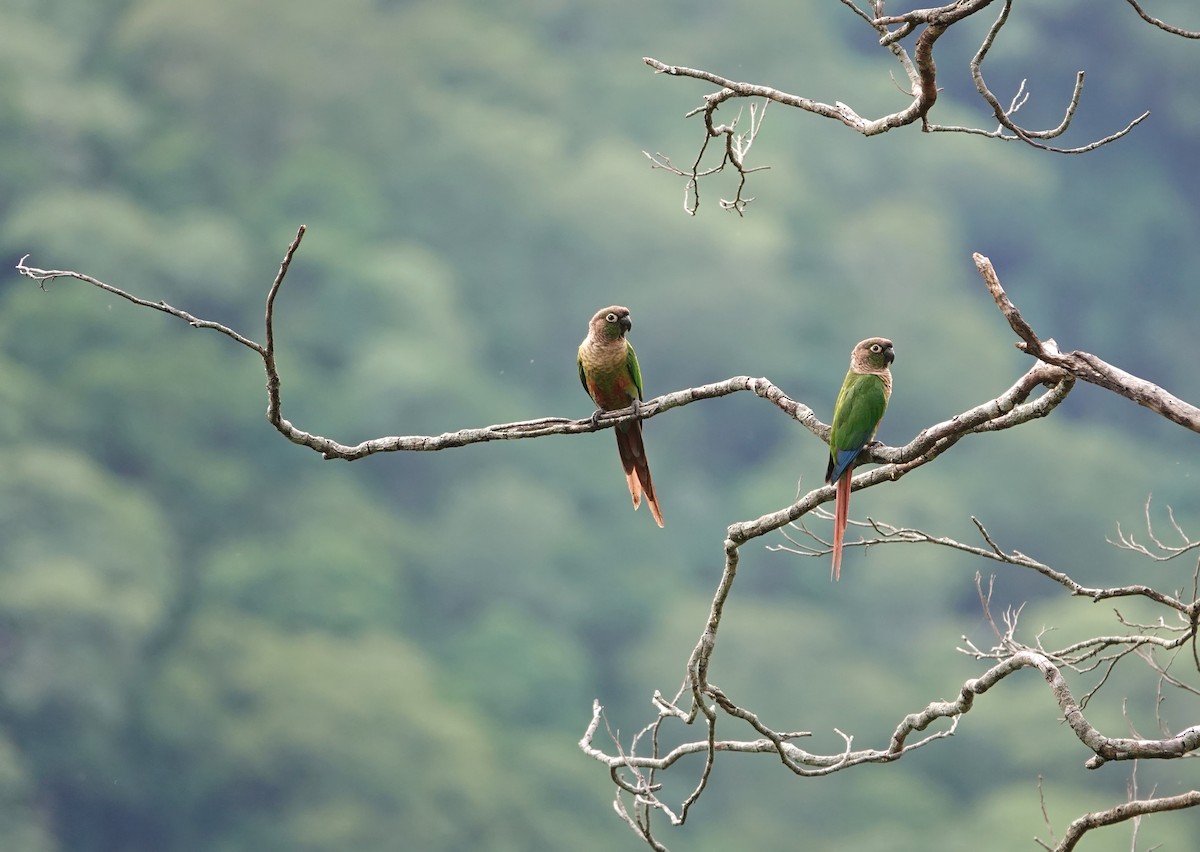 Green-cheeked Parakeet - Juan Pablo Arboleda