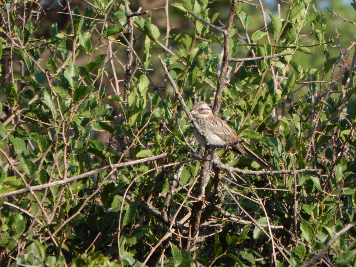 Rufous-collared Sparrow - ML614499791