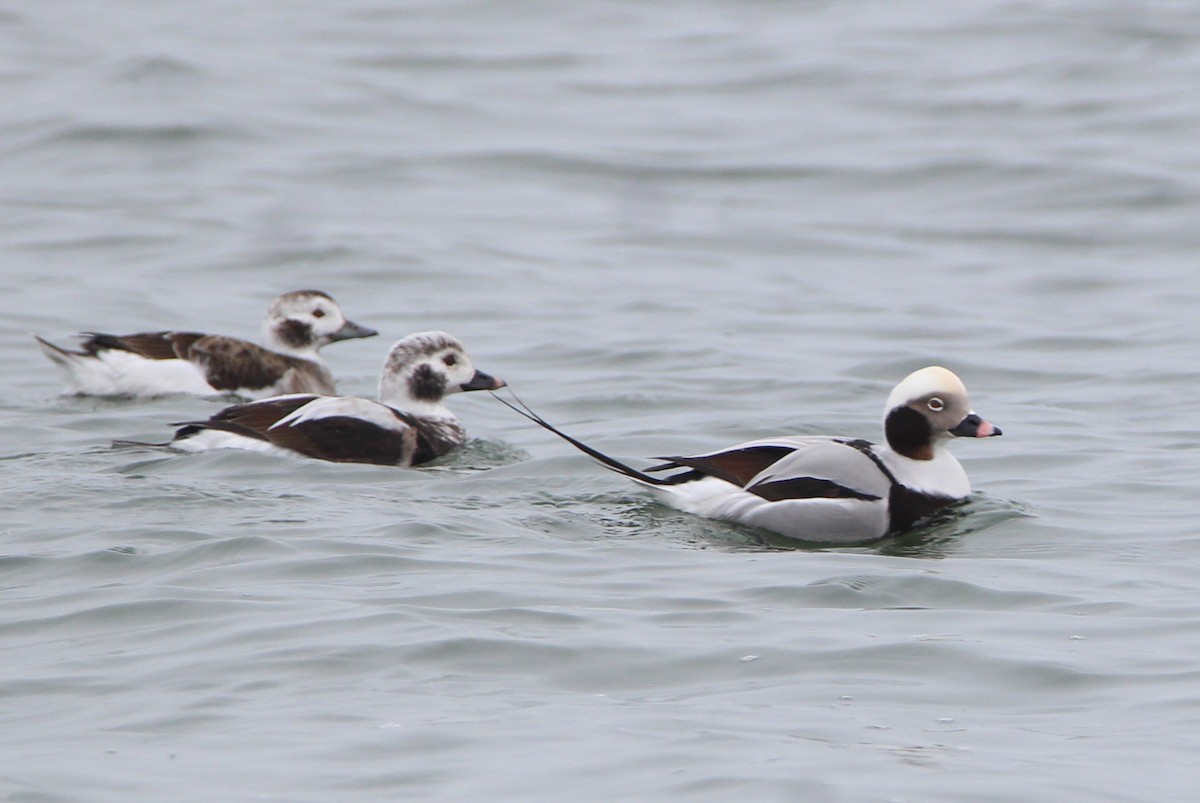 Long-tailed Duck - ML614499902
