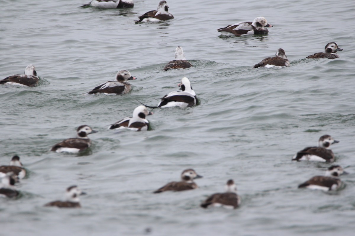 Long-tailed Duck - ML614499911