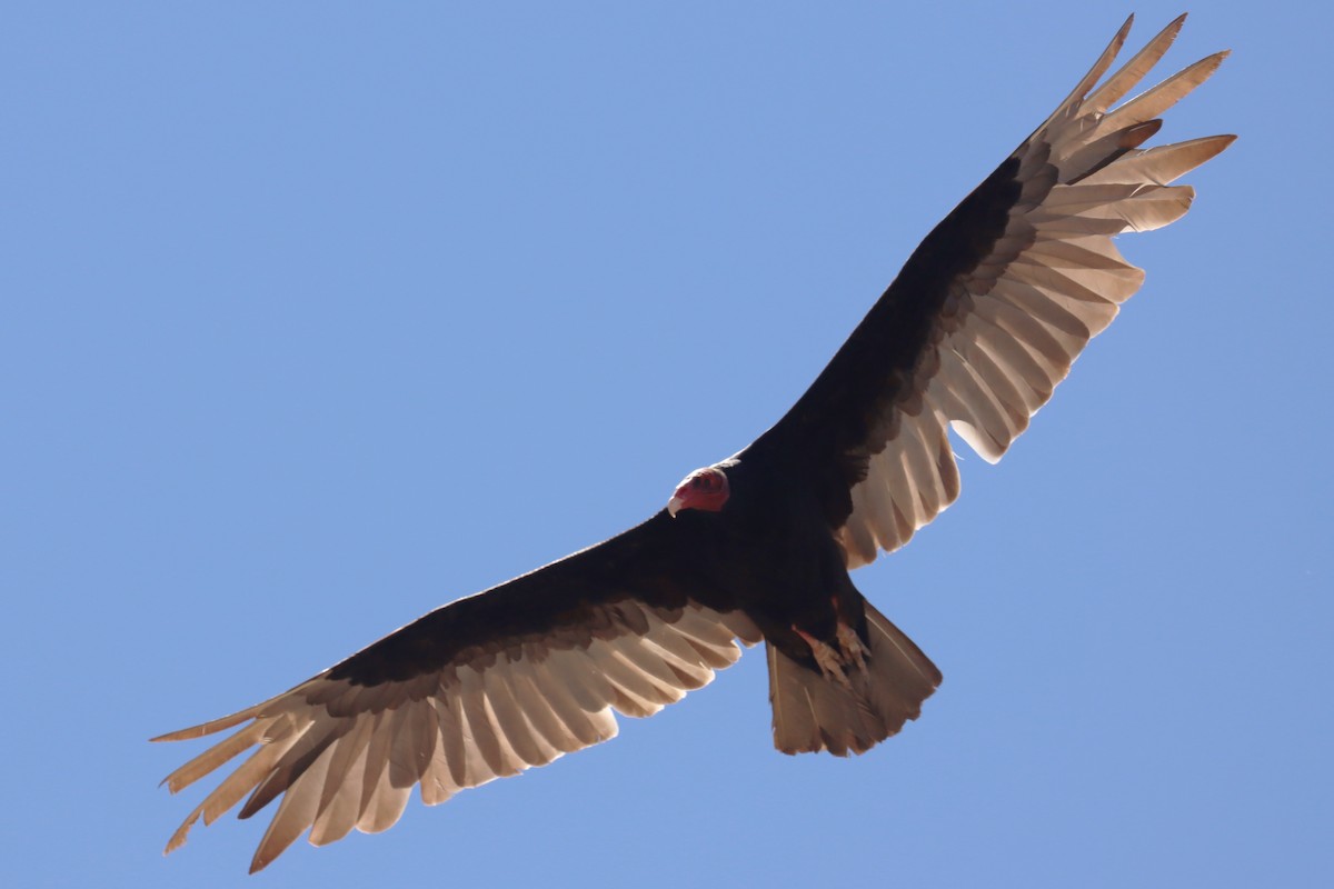 Turkey Vulture - ML614499976