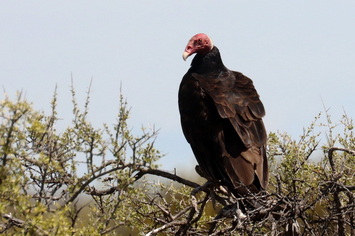 Turkey Vulture - ML614499977