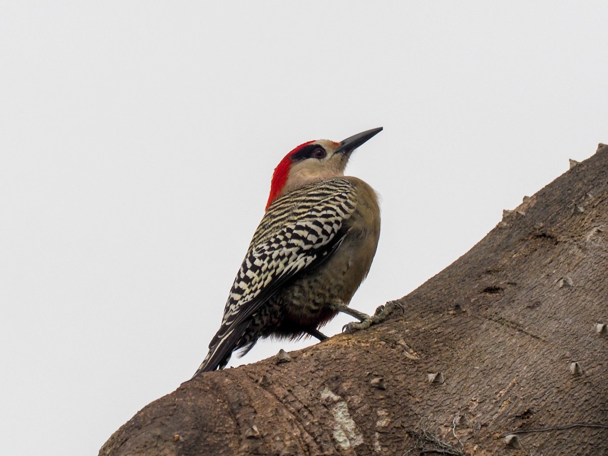 West Indian Woodpecker - Todd Deininger