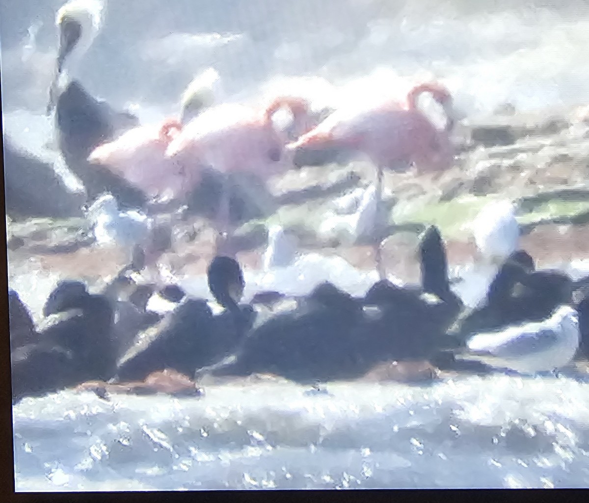 eBird Checklist 6 Feb 2024 Merritt Island NWRHaulover Canal Area