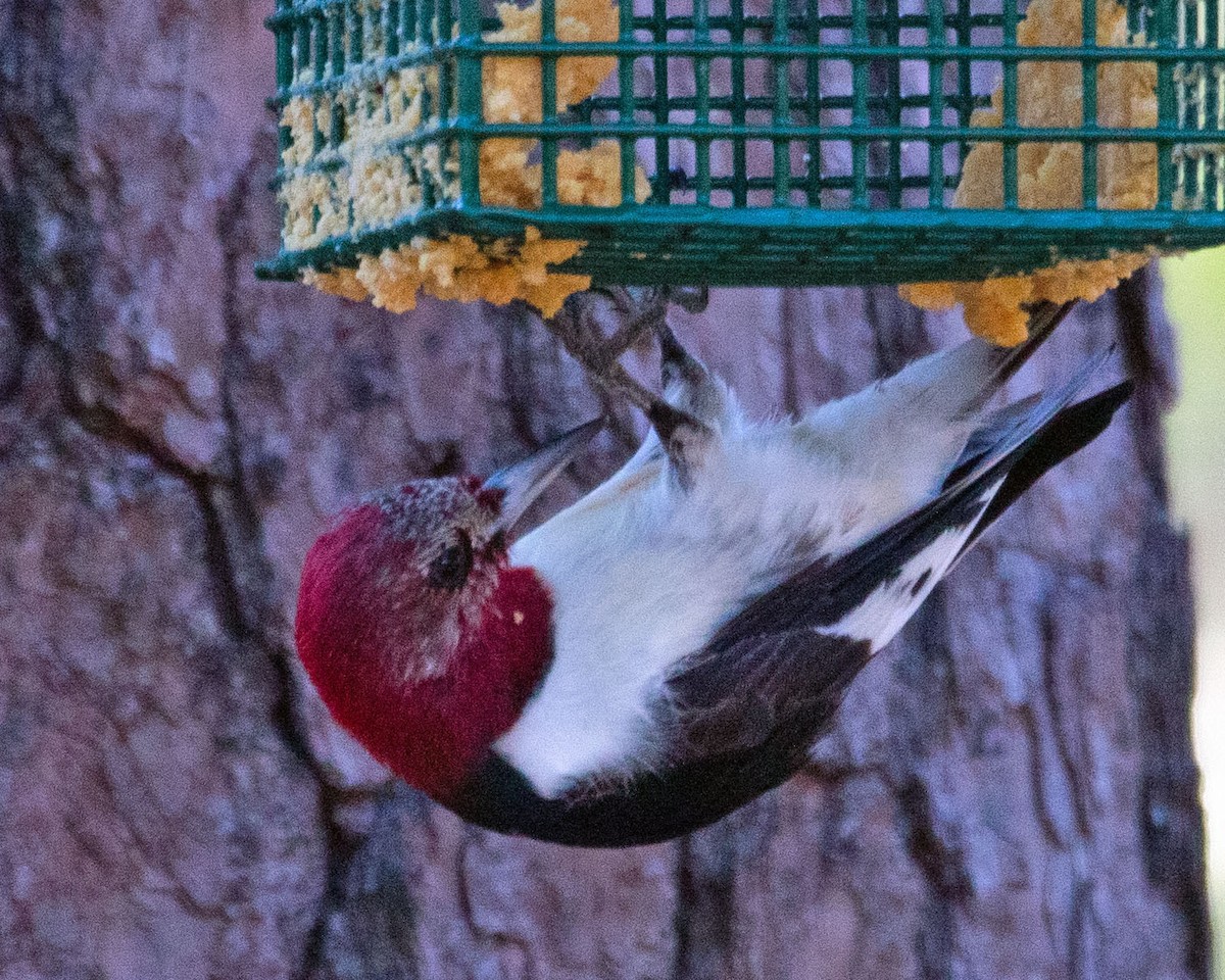 Red-headed Woodpecker - ML614500566