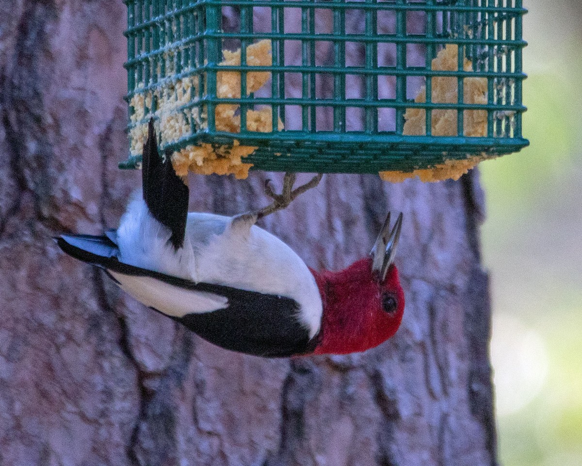 Red-headed Woodpecker - ML614500571