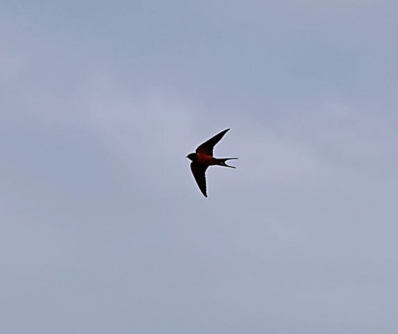Barn Swallow (Egyptian) - ML614500889