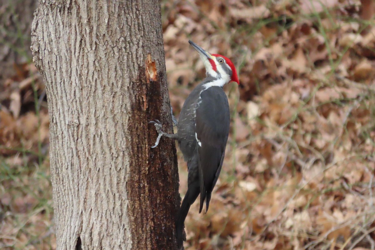 Pileated Woodpecker - ML614501433