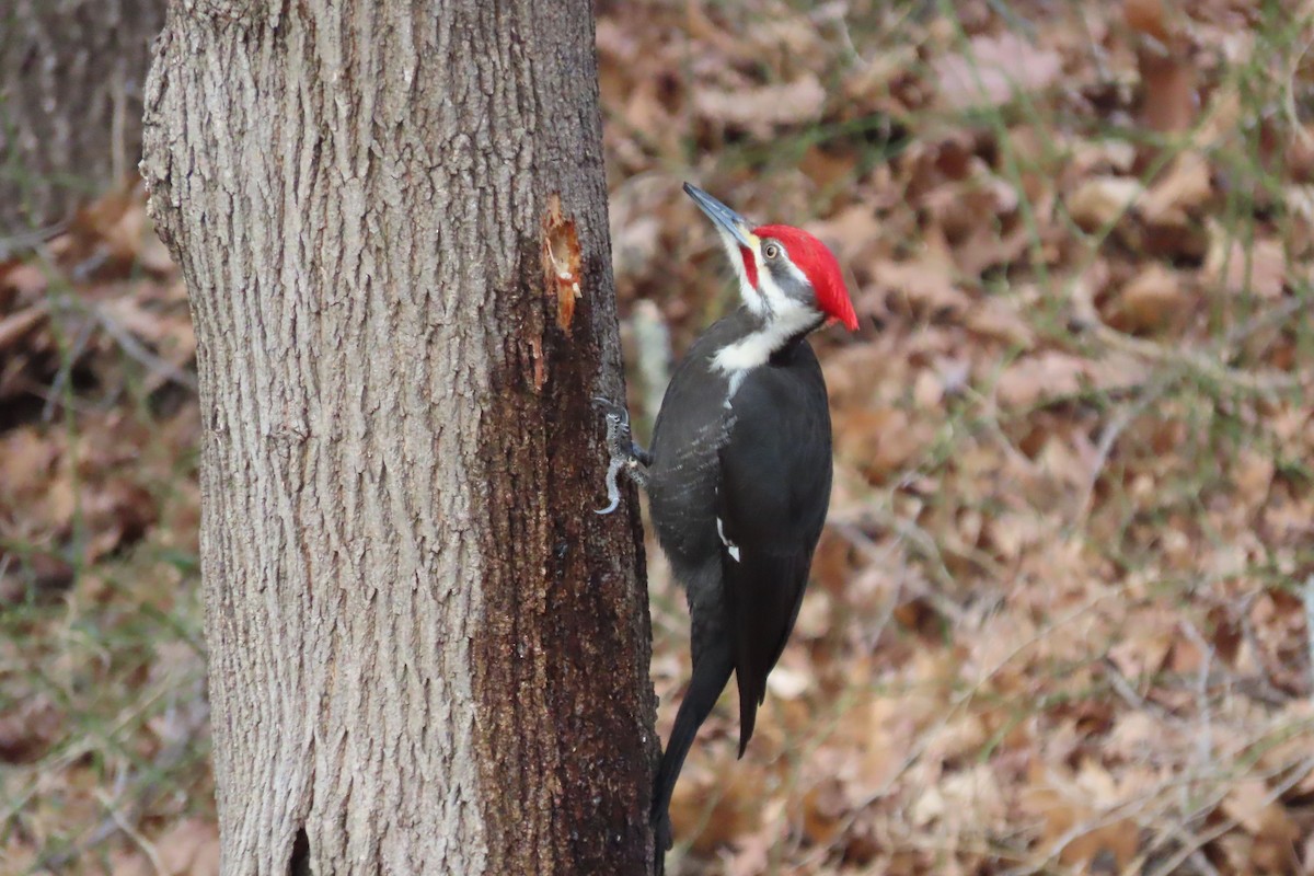 Pileated Woodpecker - ML614501435
