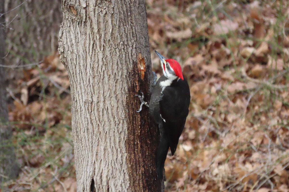 Pileated Woodpecker - ML614501436