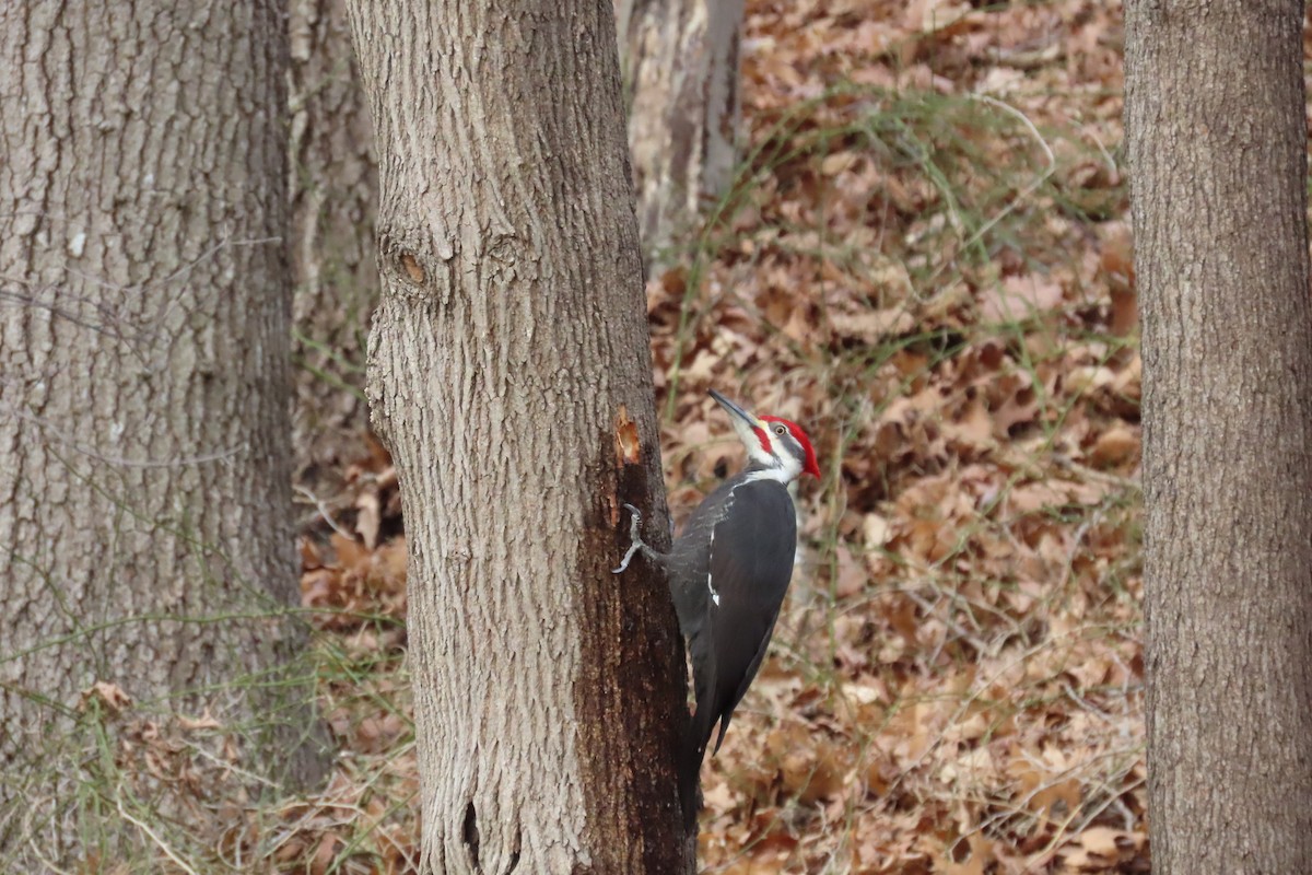 Pileated Woodpecker - ML614501437
